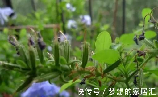 养护|最全蓝雪花养护指南,让蓝雪疯狂一夏