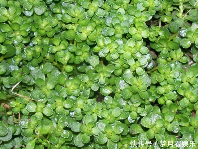 把新鲜|当季遍地都是的一种野菜,又是“五行俱全的长寿菜”,专治老年病
