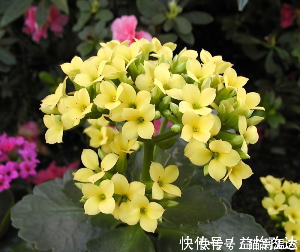 小苏打|长寿花不开花别着急,快来点小苏打,催花效果极好过年前能开花