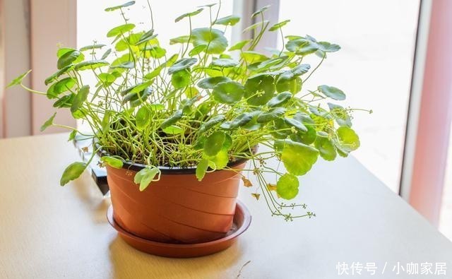 花草|冬季养花,晨起少做4件事,花草或会“感激”你