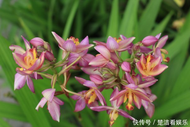 如兰|兰花开花后要如何修剪教你几招一年就疯长,年年开花爆盆!