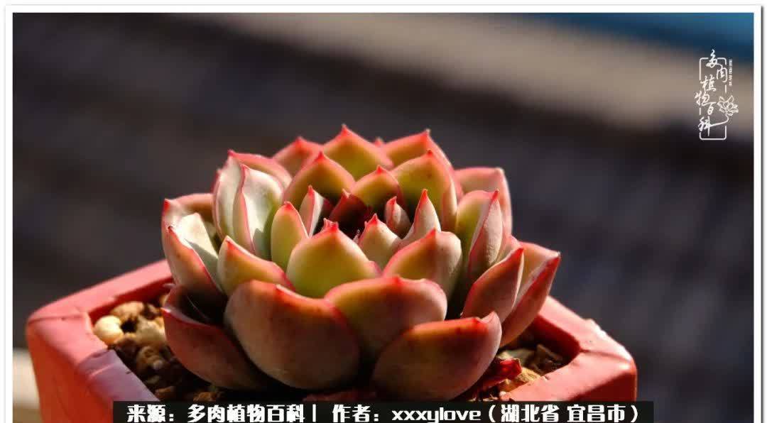 时光匆匆,一闪而逝,这世间万物的美,都值得被记录!