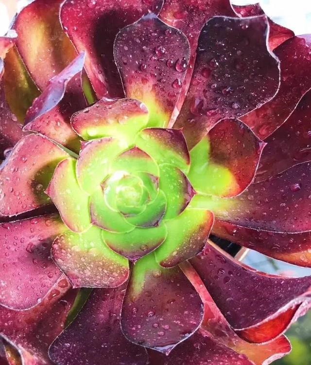 【多肉盛宴】你还傻傻的分不清法师品种吗百合莉莉属于法师