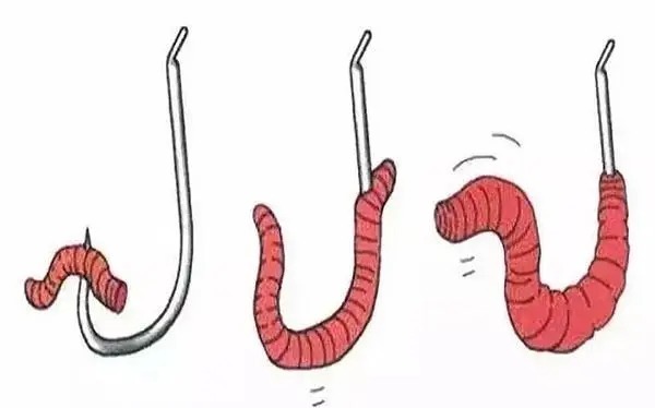学会这2种挂蚯蚓的方法,想钓不到鱼都难