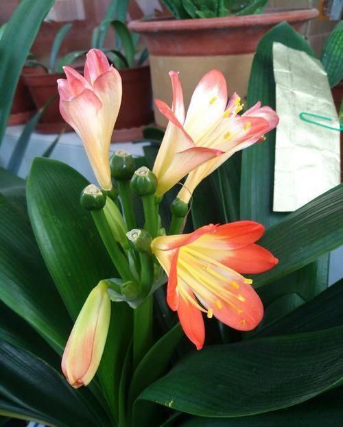  好使|君子兰夹箭？用这“3招”，个个好使，当月就开花