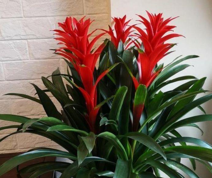 4种花很耐养,沾土就能活,呼呼开花,对待新手很友好