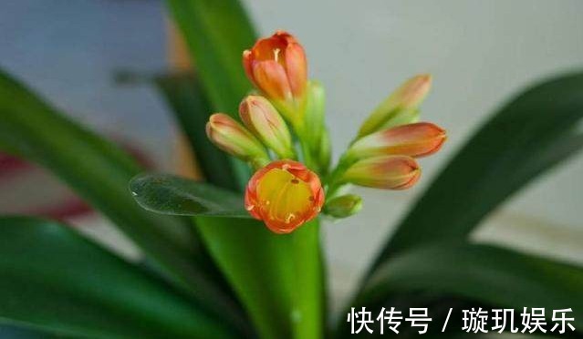 要想养好君子兰，用以下3招屡试不爽，君子兰猛开花！