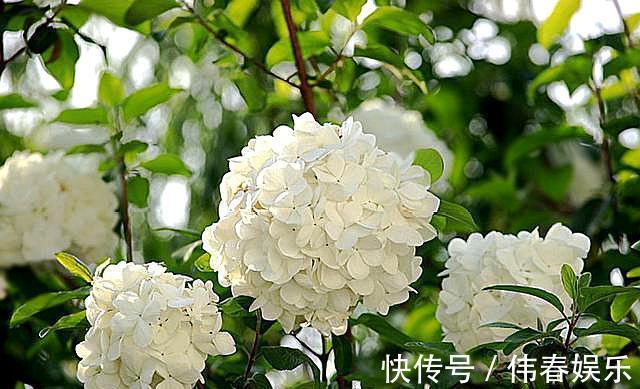 不会养花就养它,不畏严寒,不怕酷暑,春季开成“大雪球”!