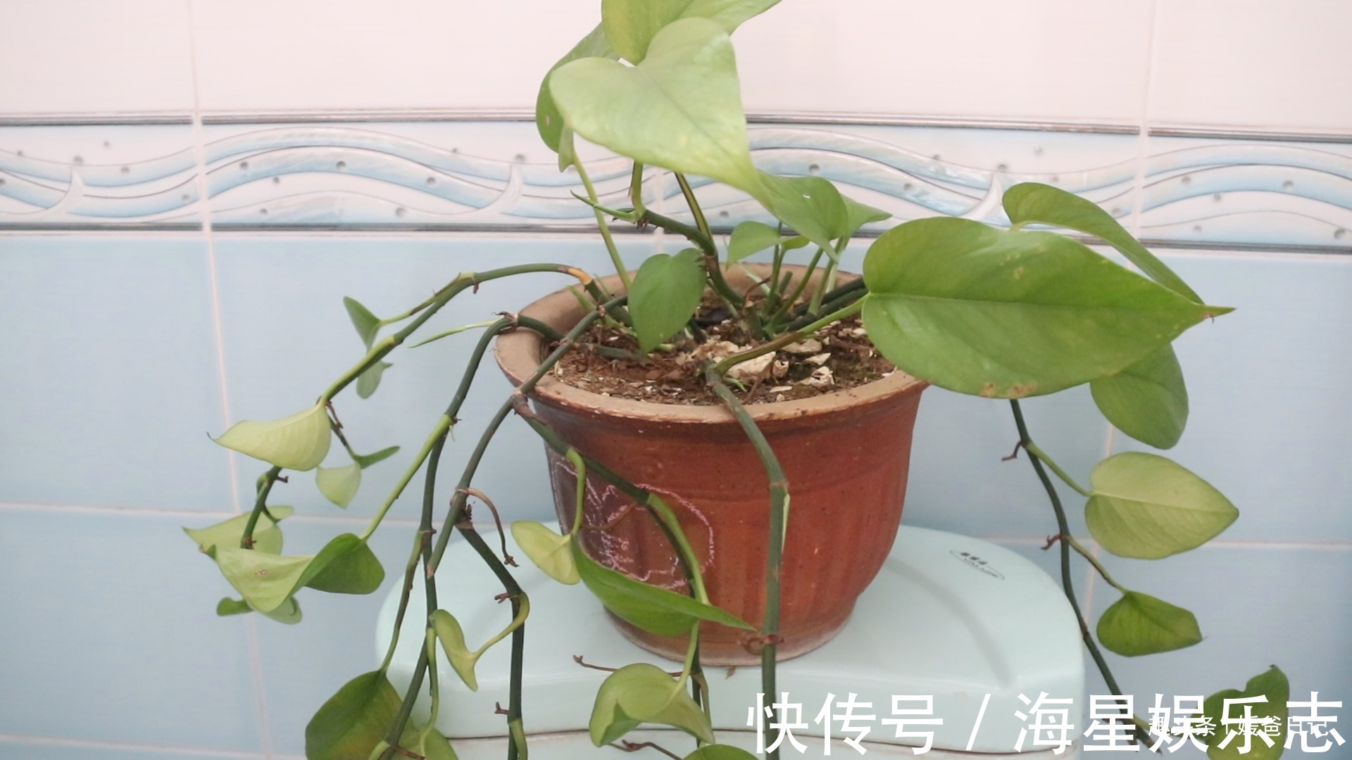 你家有绿萝吗我也是刚刚才知道,肯定不是迷信