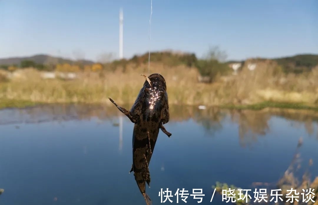 钓友|鱼起浮晒太阳不咬钩怎么办！老钓友给你支招