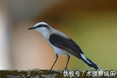 家子女|脾气最犟的2大生肖女，却是最旺夫的，老来还是富贵命