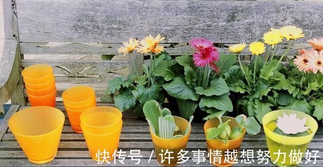 三角梅|5种花开完后,剪下的枝条不要扔,活性高适合扦插,一插一大盆