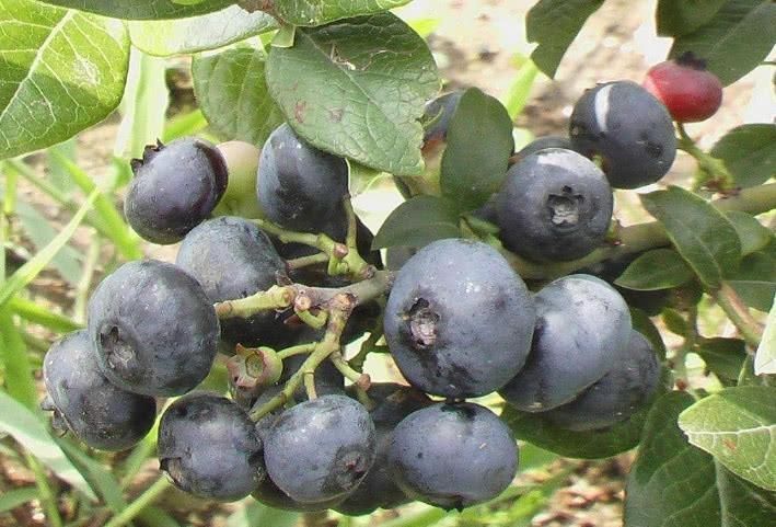 花青素|花青素“最多”的4大食物,尤其是第三种,被称为花青素之王!