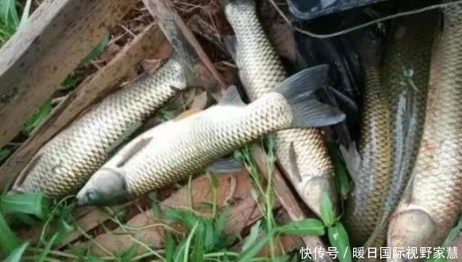 水域|据说六月用这钓法,草鱼格外好钓,二十年老司机:钓完特痛快
