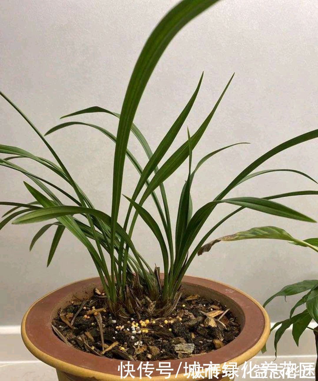 兰花|浇水是门学问，有的人隔三差五勤浇水，兰花最后还是被干死