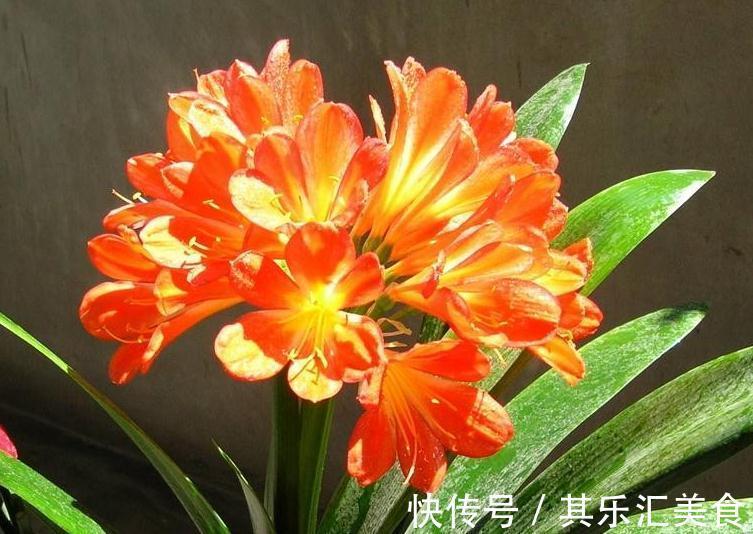 君子兰总是不开花，都是5个方面的原因，别再忽视了