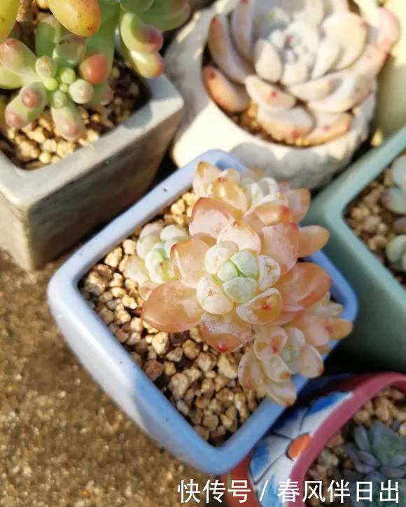 养花别乱放,家里有几处,空着也别放,放一盆死一盆