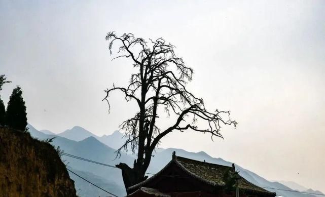 忻州国家级文物寺庙“公主寺”千年古松