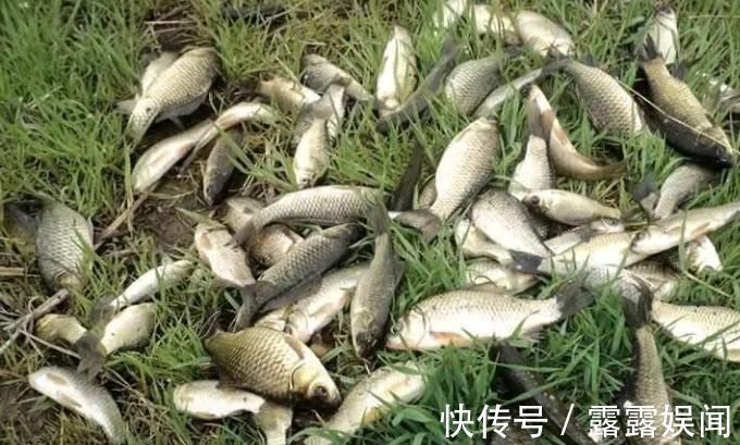 藏鱼|五分钟告别“空军”，春钓大板鲫就数这钓法才最狠，十人用九人爽