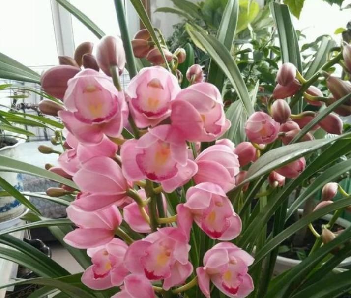 家里养上4种花，全年开花不断，养在阳台，轻松开成花海！