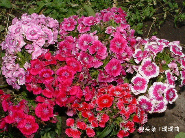 此花默默不闻极为平凡，花色丰富姿态迷人，被誉为母亲的慈爱象征