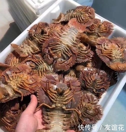 误以为|朋友寄一箱“海鲜”,误以为是虾,本想扔掉,掰开后“惊喜满满”