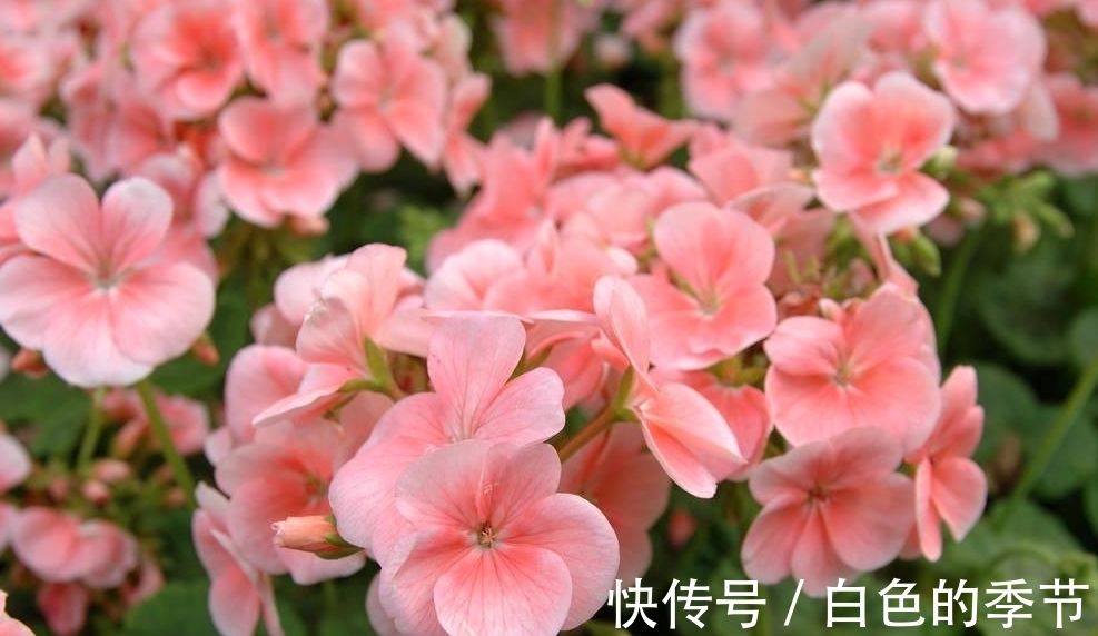 天竺葵扦插的几个“小妙招”,生根快,长得快,六十天开出大花球