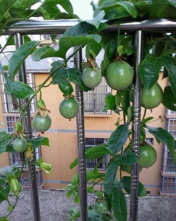 1种“水果”,秋天剪1个枝插盆里,20天长根,年年结满果,吃不完