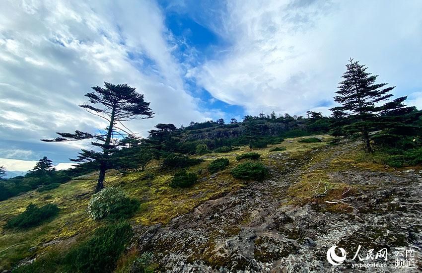 多样性|云南轿子山打造100亩高山杜鹃基因库