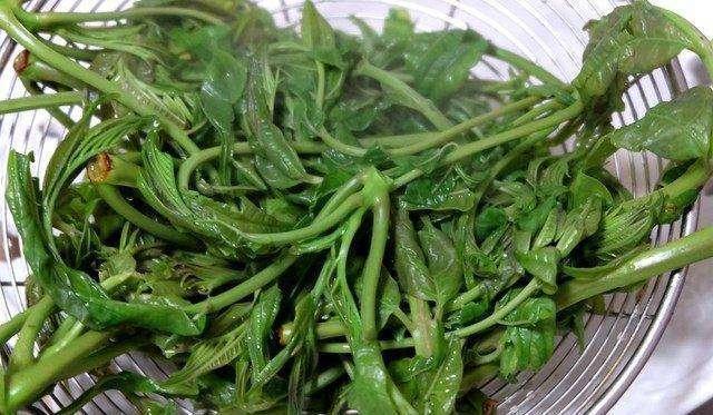 香椿|长期做饭的人要注意2种蔬菜,别忘了焯水,避免食物中毒