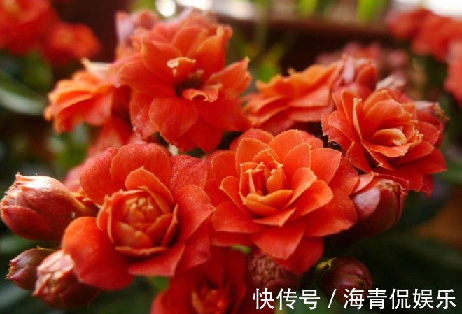 植株|养长寿花时,避开2大“雷区”,植株越长越旺,花多叶茂轻松爆盆
