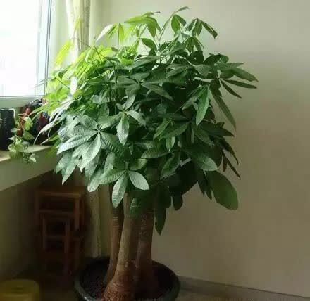 养花不如“养树”,这3种最合适,养人、旺财、吸甲醇,值!