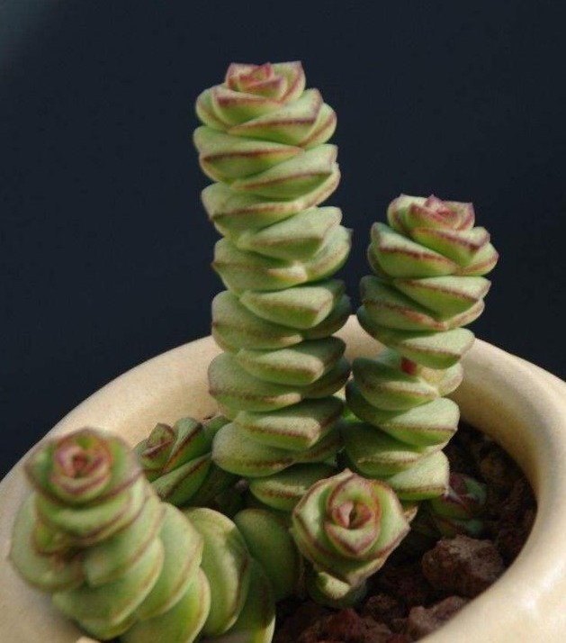 多肉植物钱串子,注意几点,养得好才颜值高,家里养一盆,招财!