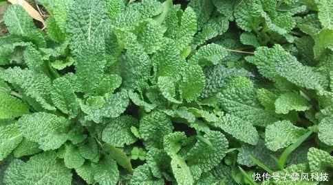 排毒養(yǎng)顏|女人不想老得快,臉上爬滿皺紋,4種蔬菜,調(diào)節(jié)內(nèi)分泌,美容養(yǎng)顏