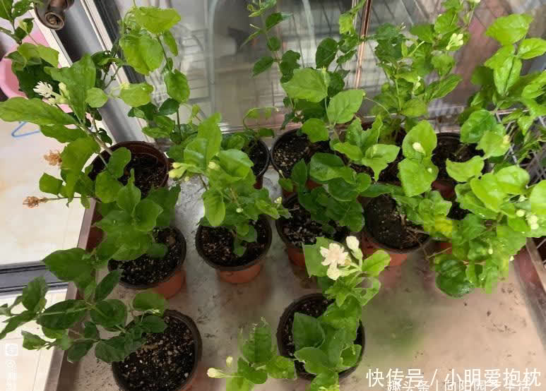 花土|家庭养茉莉花,少浇水,太阳光照要充足,开花才会更多