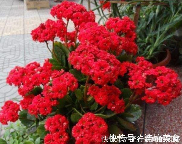 长寿花品种太多,每个品种插一棵,掌握技巧养1年,开成长寿花树