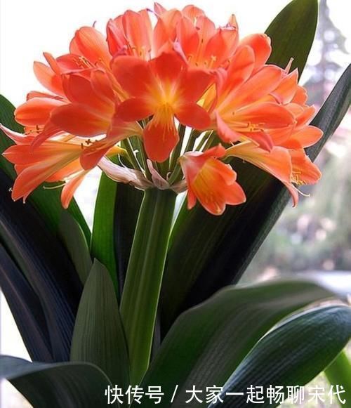 紧凑|君子兰开完花，叶子松散状态差，补上“1种肥”，株型紧凑饱满