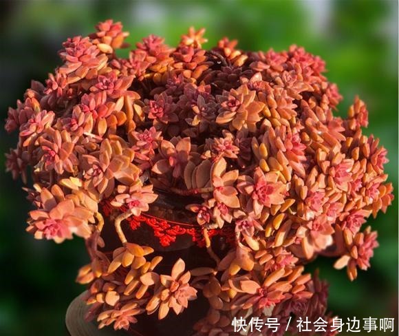 养多肉，我只选这1种，3年就成“老桩”还爱爆头，漂亮又好养！