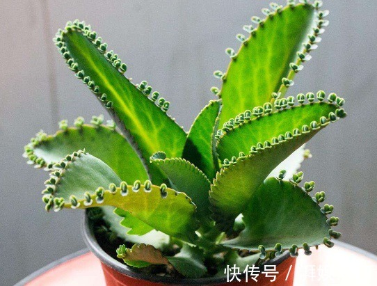 花农透露3种植物白送也别要,在家养容易给自己招麻烦