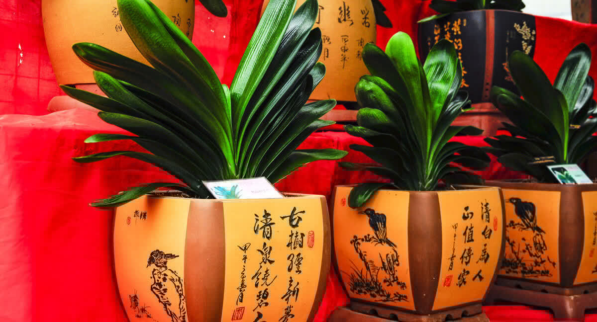 适合养在客厅的“4类花”,越养家里越“干净”,又美又健康