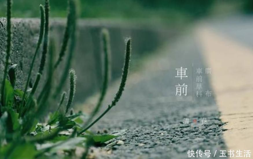 保肝护肝|车前草的药用价值太大了,除了保肝护肝,你不知道好处太多了