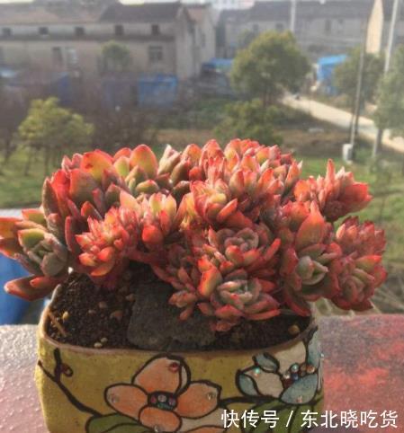 专为新手而生的多肉植物,冬天冻一冻颜色更靓丽,值得拥有