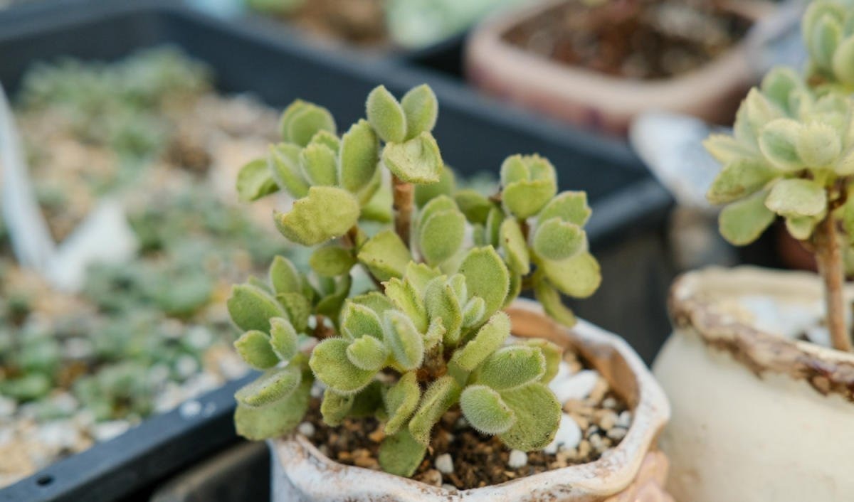 4种花不能朝叶子喷水,通风不好易烂叶,一定要注意