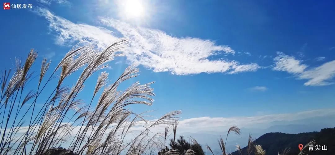 水杉|有一种诗意，就在仙居的初冬时节