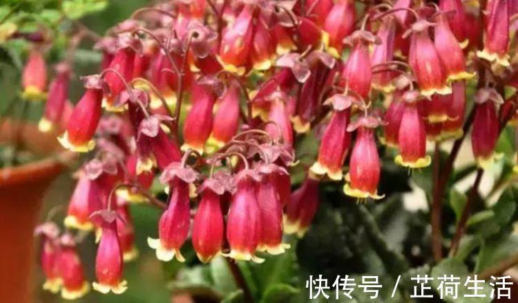 观赏价值|几款些花,开花吉祥又喜庆,养在庭院十里飘香