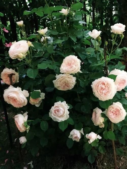 7种花冬天要“春化”，必须冻满1个月，不然落花落蕾不开花！