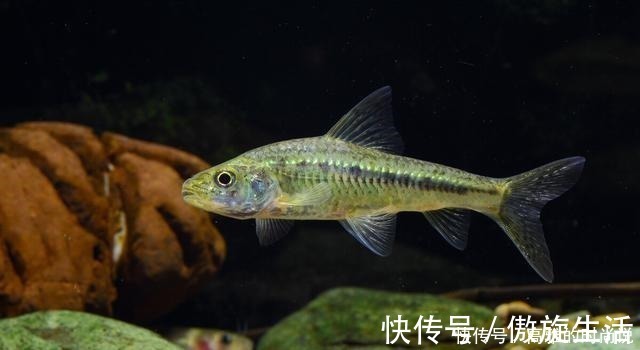 鱼层|冬天狂口的水中精灵银鮈,方法用好野钓也可以小爆护哦!