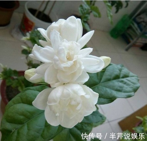 茉莉|邻居养了一株笔尖茉莉,香味蹿进了左邻右舍,太好闻了!