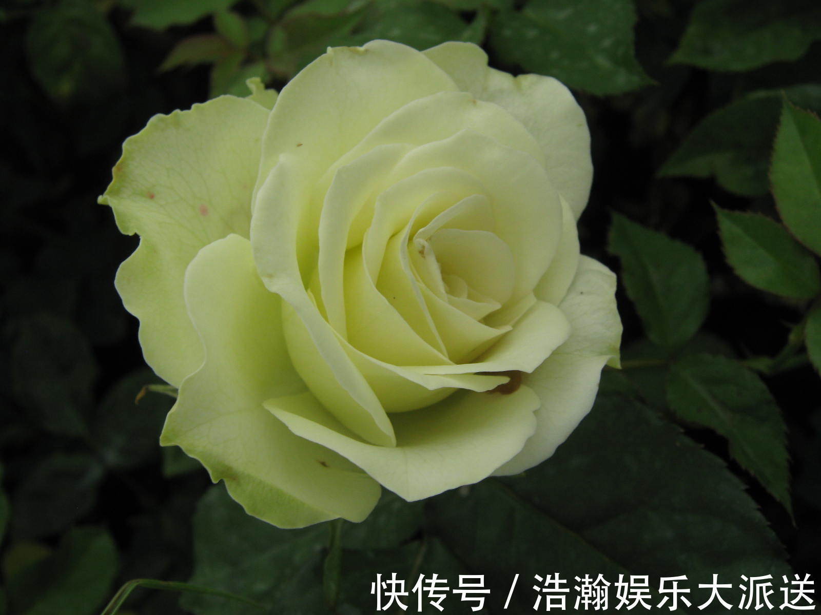 与众不同的玫瑰花,名字叫做绿柠檬,开花如绿色精灵灵动可爱