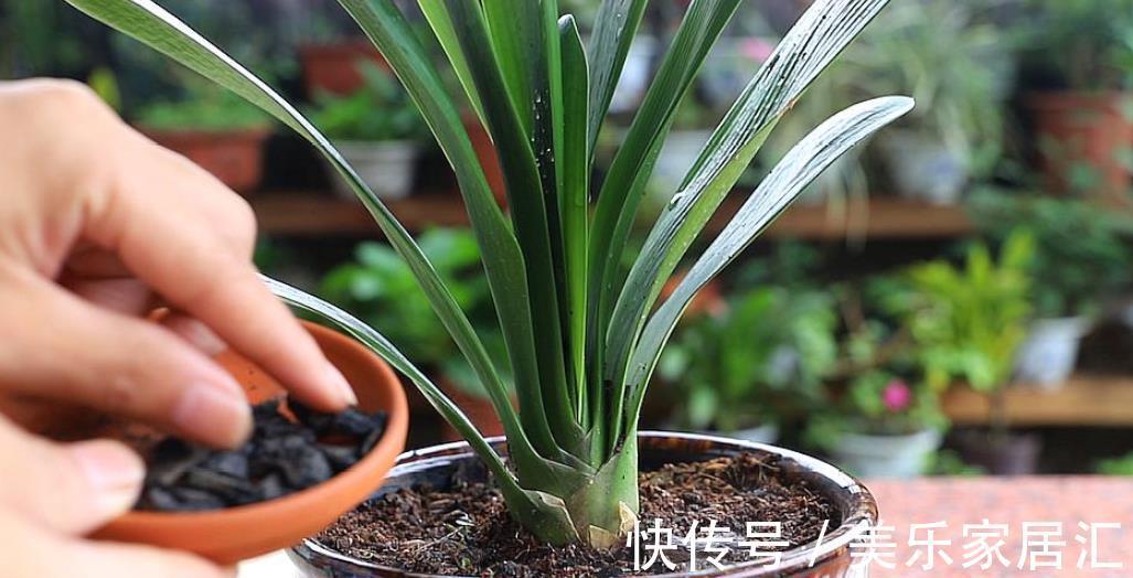 秋冬养君子兰，30天喂一次大补肥，花叶俱美，整个冬天都有花赏